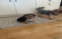 Morkie dogs for sale: Beautiful morkie looking for his new home  - Image 6
