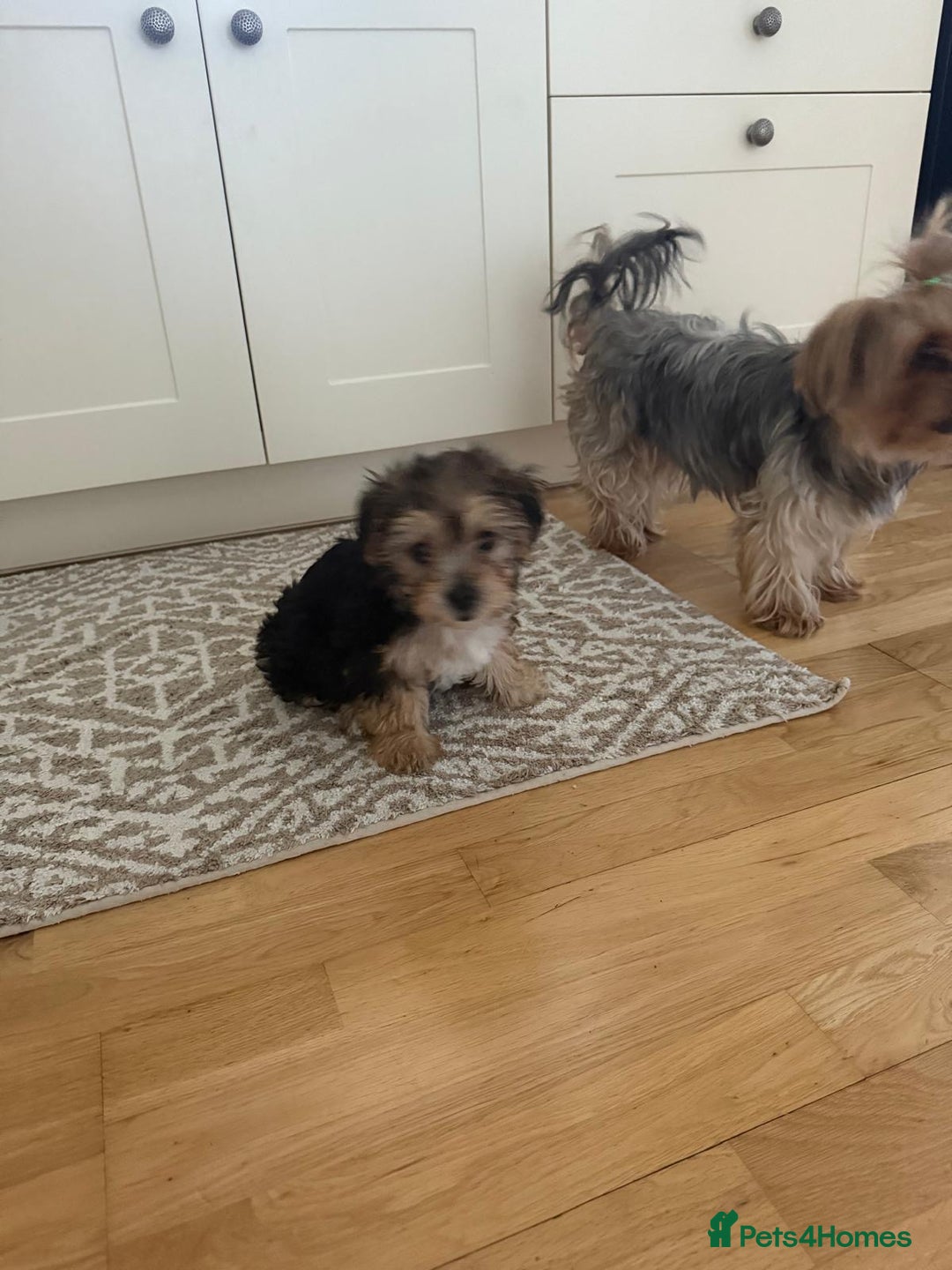 Morkie dogs for sale: Beautiful morkie looking for his new home  - Image 6
