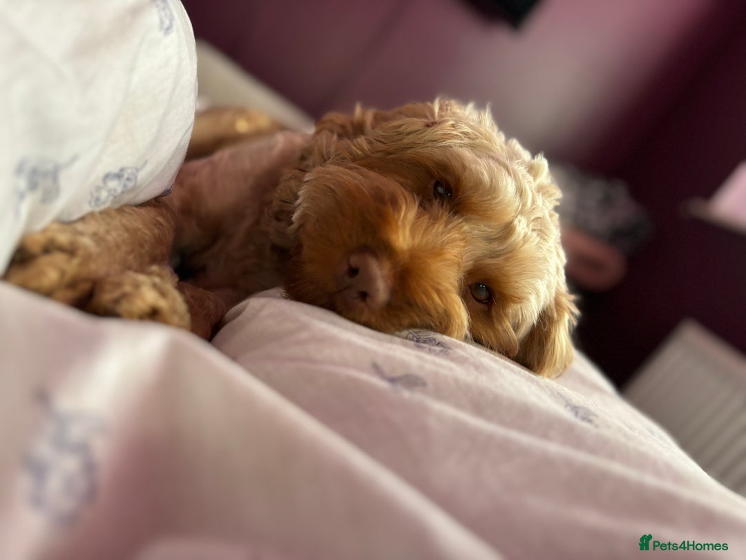 Cockapoo dogs for sale: Two Loving Cockapoo Girls Looking for Forever Home - Advert 3