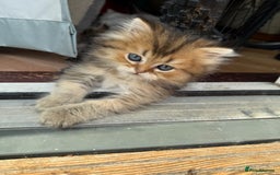 British Longhair cats for sale: British Longhair kittens - Image 16