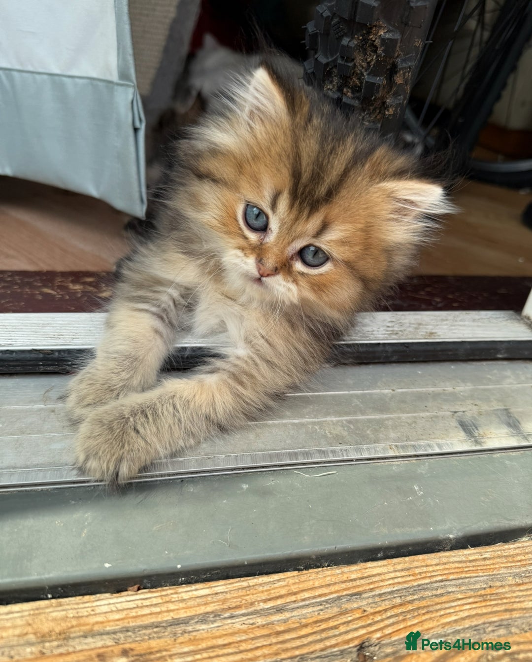 British Longhair cats for sale: British Longhair kittens - Image 16