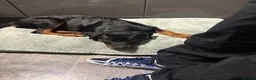 Rottweiler dogs for sale: Rottweiler for sale 5 months  in Waltham Abbey - Advert 2