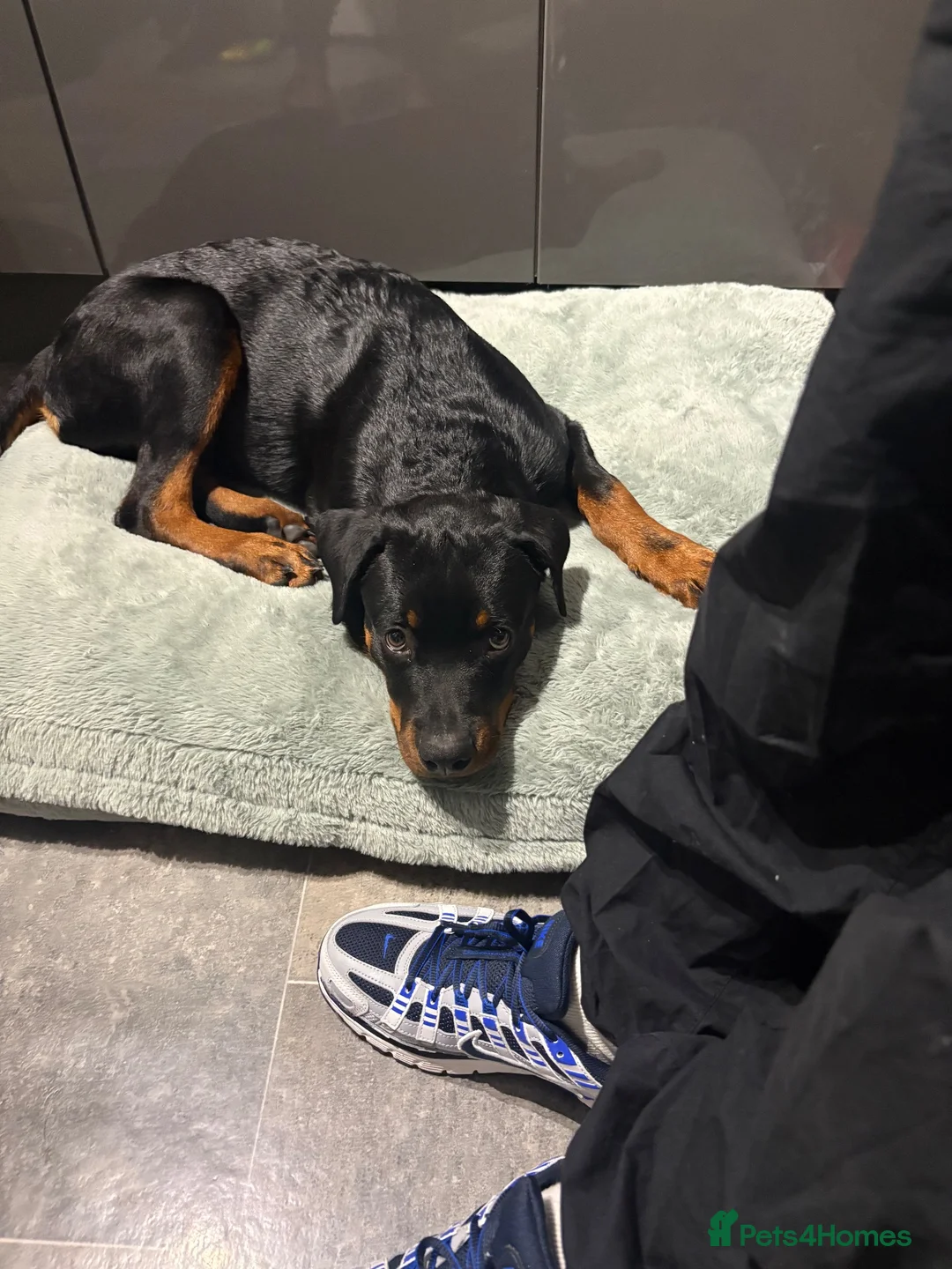 Rottweiler dogs for sale: Rottweiler for sale 5 months  in Waltham Abbey - Advert 2