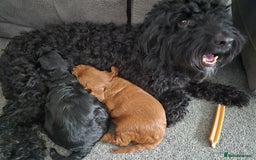 Cockapoo dogs for sale: Cockapoo puppie 1 boy 1 girl - Image 4