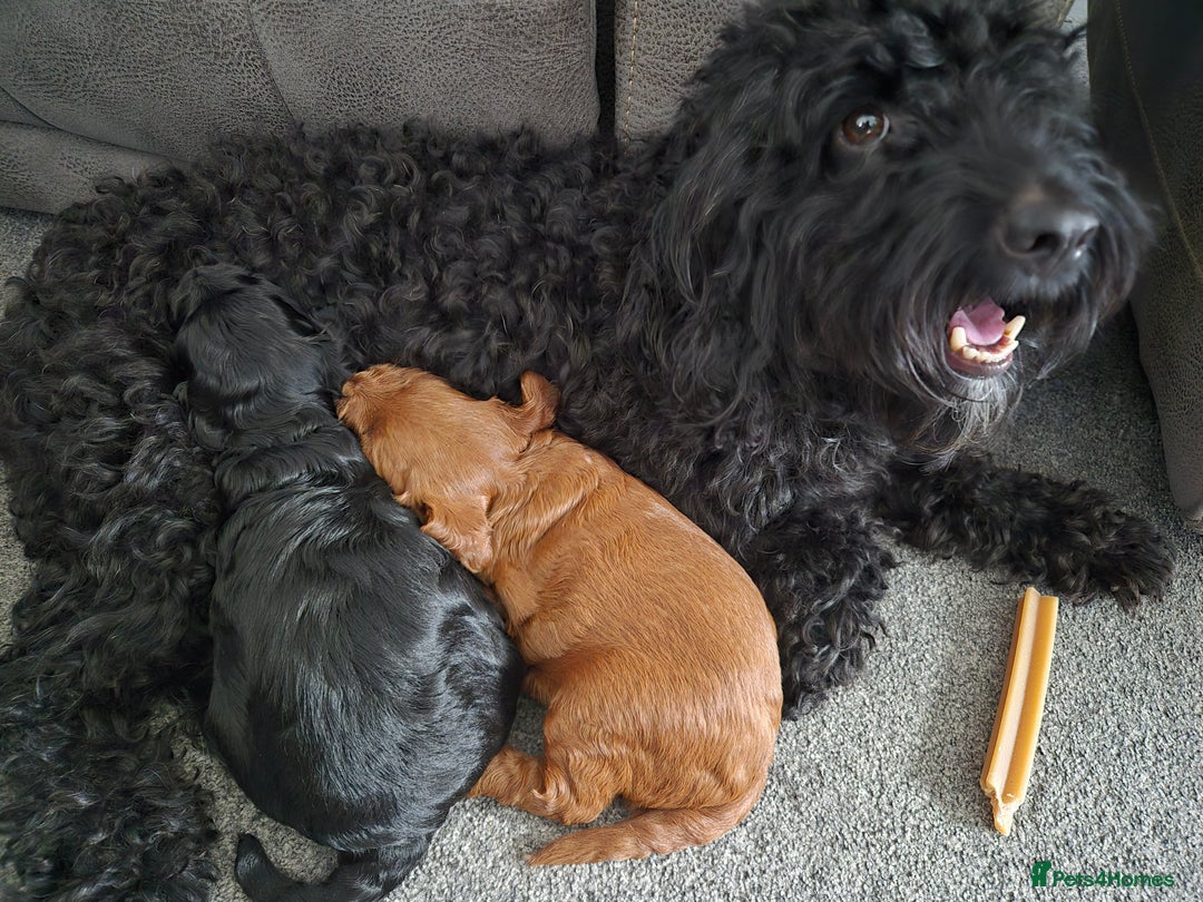 Cockapoo dogs for sale: Cockapoo puppie 1 boy 1 girl - Image 4