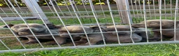 Staffordshire Bull Terrier dogs for sale: Black Eye SBT Blue staff female  in Wigan - Advert 9