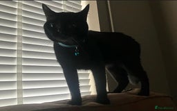 British Shorthair cats for sale: Black cat  - Image 1