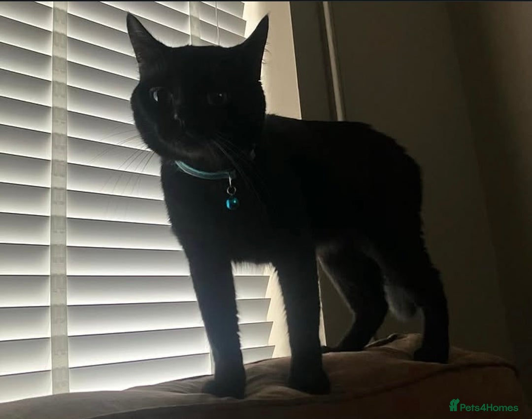 British Shorthair cats for sale: Black cat  - Image 1