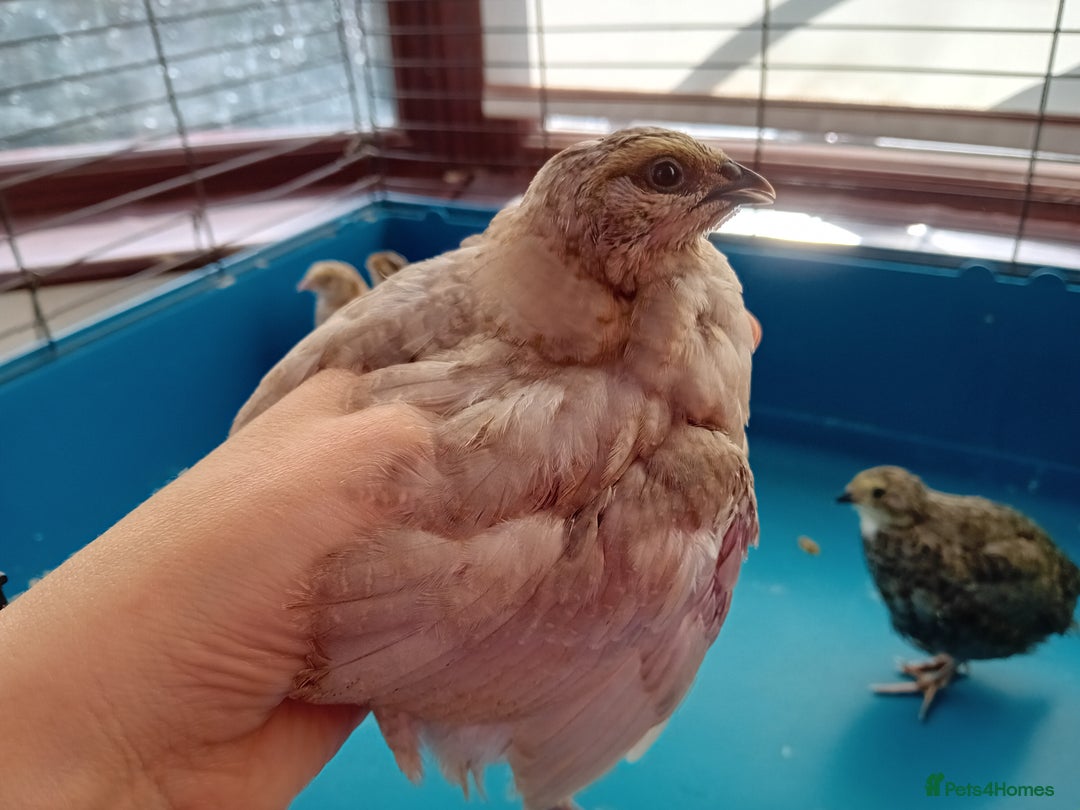 Quail poultry for sale: 6 x Healthy Young Quail – Ready for New Homes - Image 6