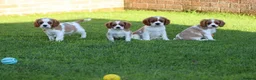 Mixed Breed dogs for sale: Playful Pugalier puppies for sale!  - Advert 20