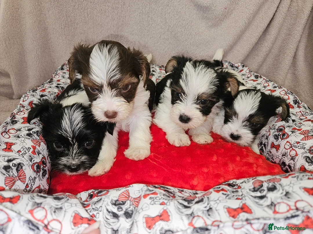 Yorkshire Terrier dogs for sale: 🧡 DNA tested parents 🧡 1 girl, 3 boys - Advert 2