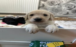 Labradoodle dogs for sale:  Unique,Exceptionally Bred F1 Labradoodles 🐾19/05 in Bristol - Image 19