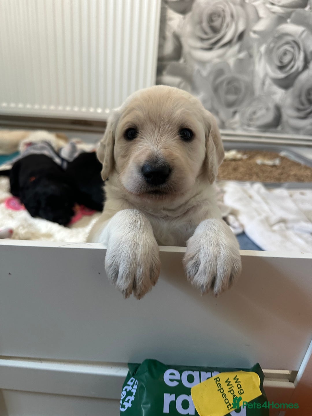 Labradoodle dogs for sale:  Unique,Exceptionally Bred F1 Labradoodles 🐾19/05 in Bristol - Image 19