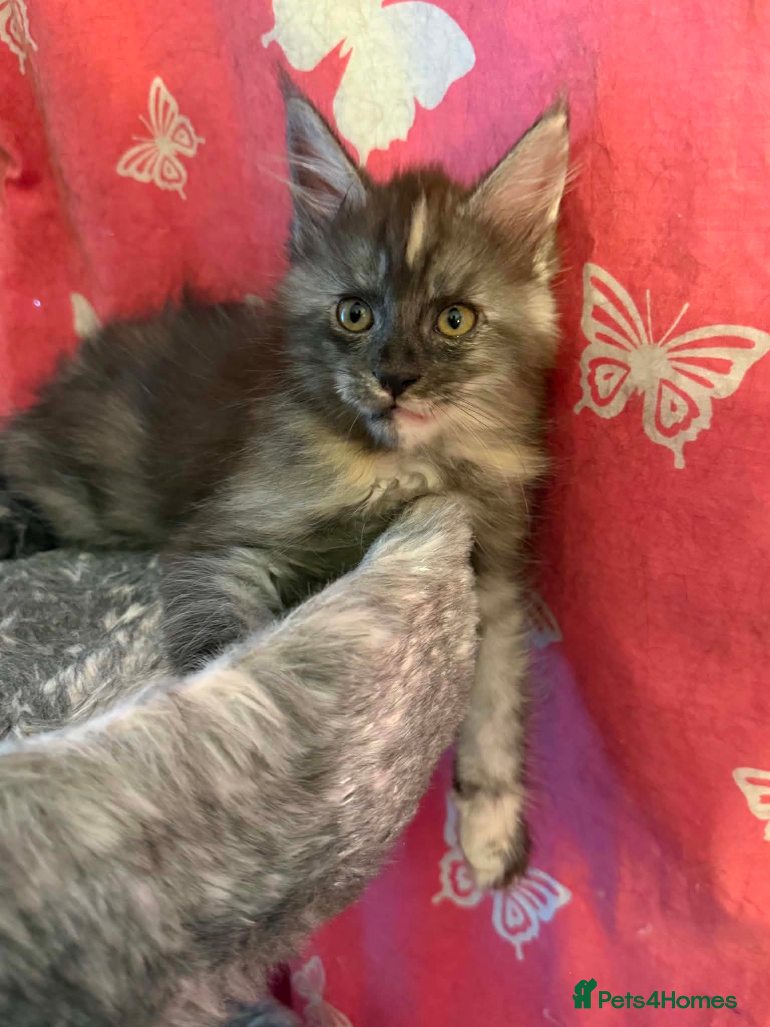 Maine Coon cats Beautiful Maine Coon kittens - Advert 2