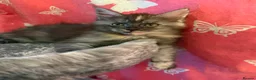 Maine Coon cats for sale: Beautiful Maine Coon kittens - Advert 8