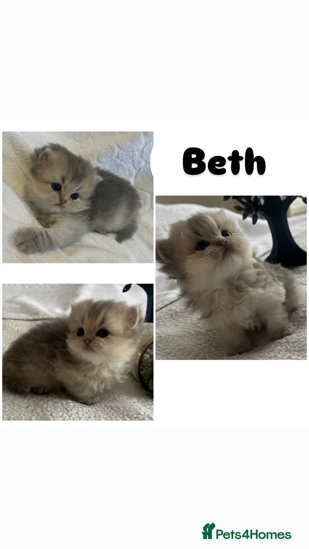 Scottish Fold cats for sale: Pedigree cutest SFLH kittens   - Image 18