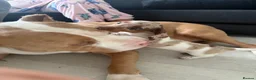 Miniature Dachshund dogs for sale: Miniature dachshund  in Saint Helens - Advert 3