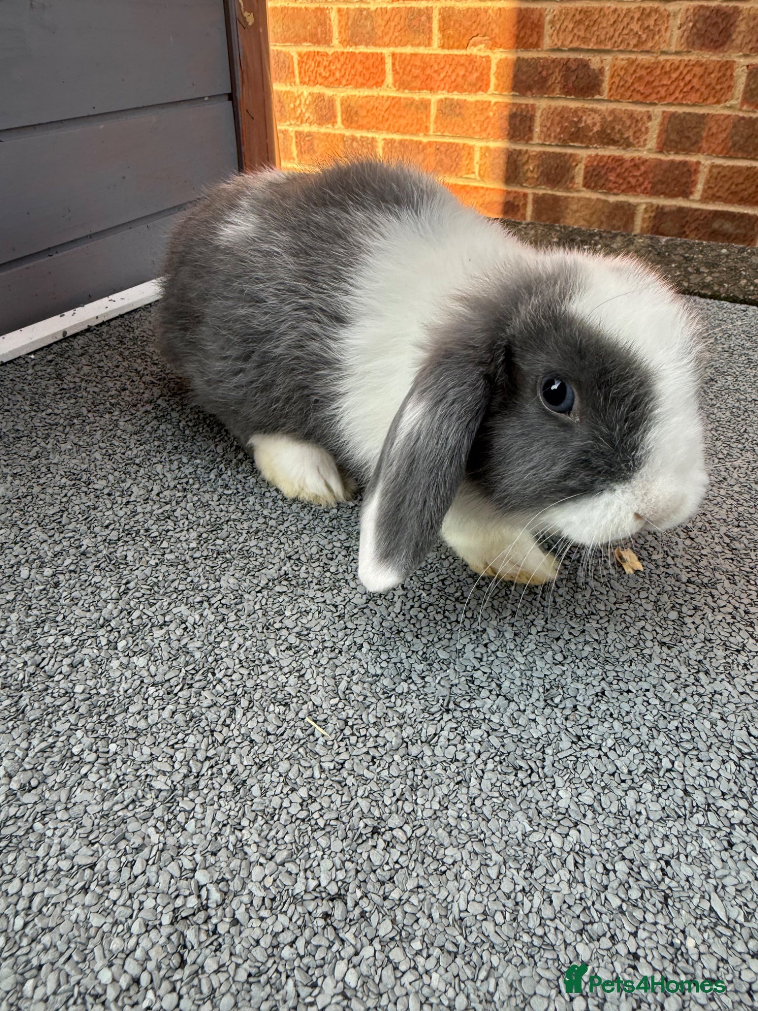 Mini Lop rabbits Mini lop bunnies.  - Advert 1