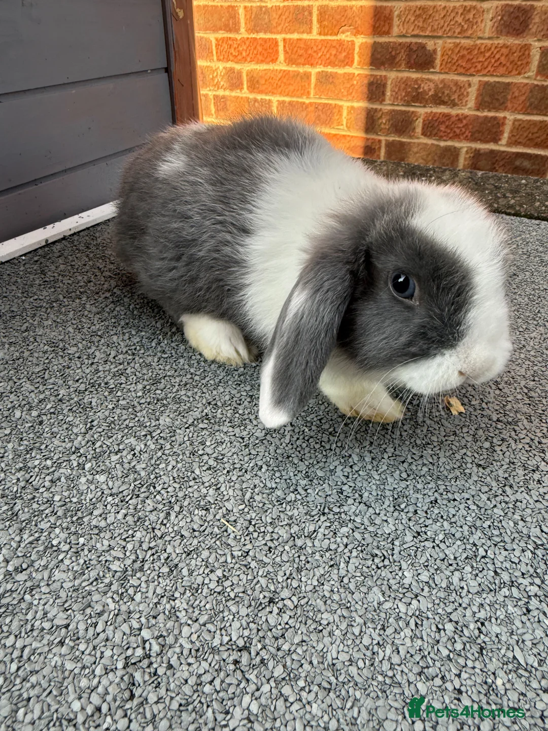 Mini Lop rabbits for sale: Mini lop bunnies.  - Advert 1