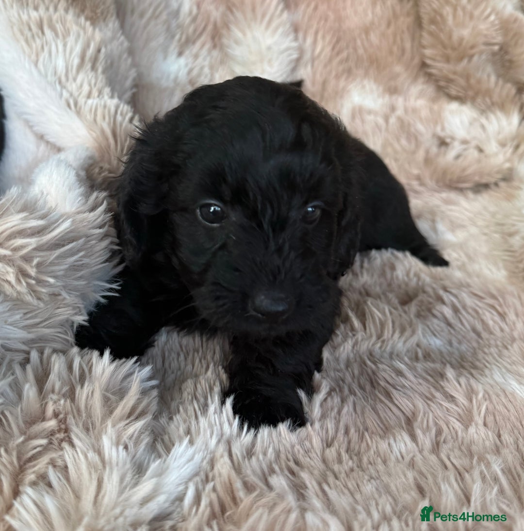 Mixed Breed dogs for sale: Daxipoo pups  - Advert 5