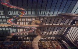 Budgerigars birds for sale: Mixed birds - Advert 2