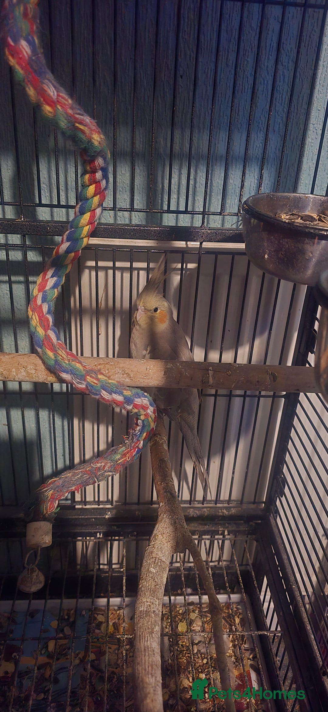 Budgerigars birds for sale: Mixed birds - Advert 2