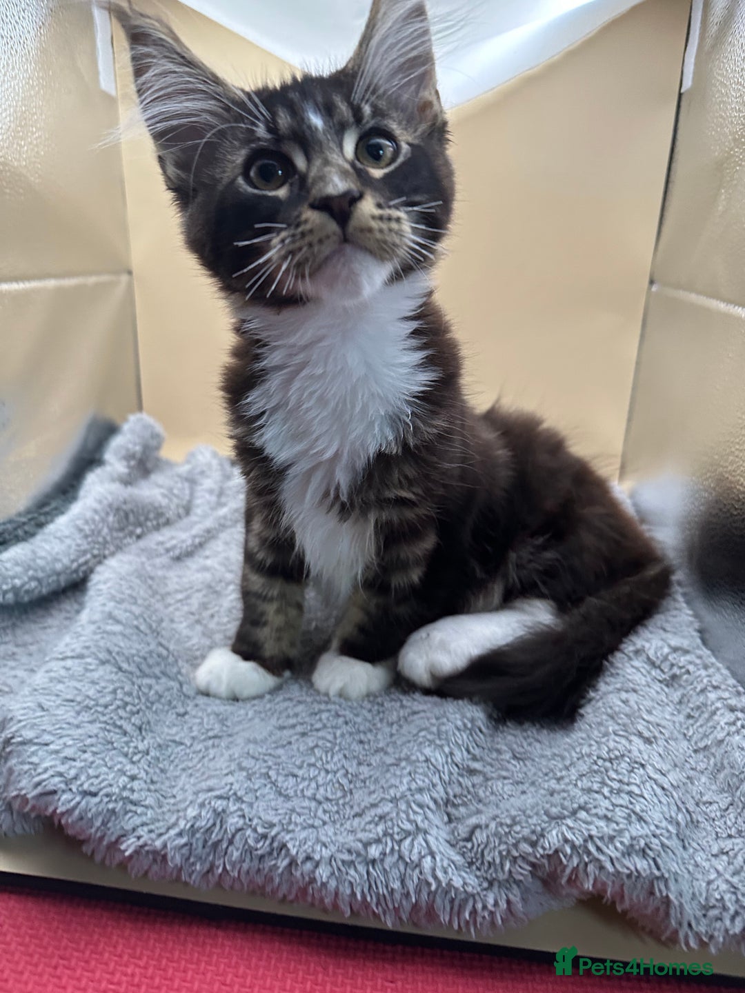 Maine Coon cats for sale: Xl mainecoon kittens full breed non reg  - Image 20