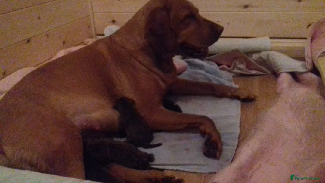 Labrador Retriever dogs for sale: Exceptional Charismatic "JUDGE" for yourselves.... - Advert 3