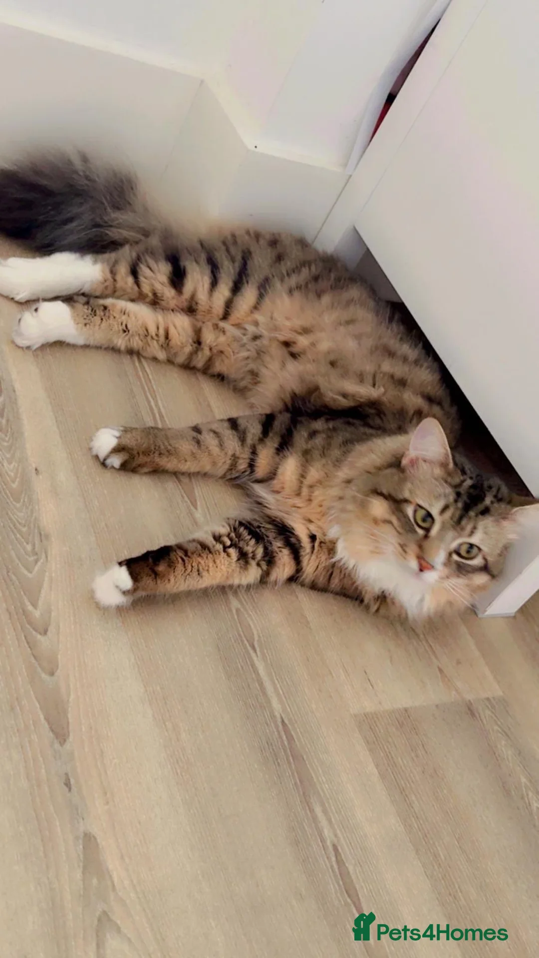 Maine Coon cats for sale: A Lovely Cat Looking for a Loving Forever Home 🏡 - Advert 3