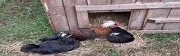 Mixed Breed poultry for sale: Polish x bantams £20 each. - Advert 1