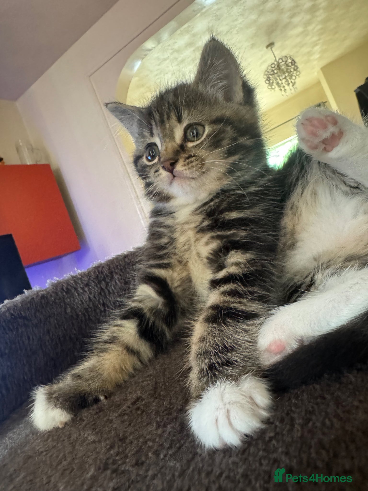 Mixed Breed cats Mixed breed kittens looking for new home  - Advert 2