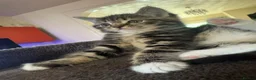 Mixed Breed cats for sale: Mixed breed kittens looking for new home  - Advert 14
