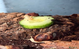 Snails invertebrates for sale: Giant African land snails for sale  - Image 2