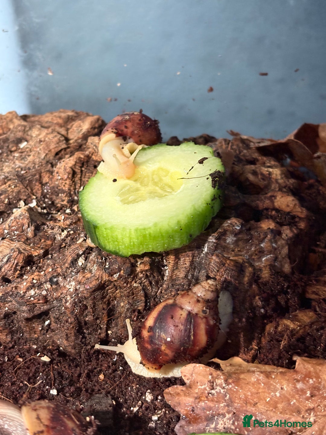 Snails invertebrates for sale: Giant African land snails for sale  - Image 2