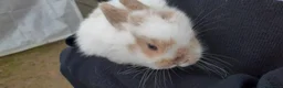 Mini Lop rabbits for sale: Mini lop babies  - Advert 3