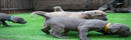 Cane Corso dogs for sale: ICCF Registered Cane Corsos  - Advert 23