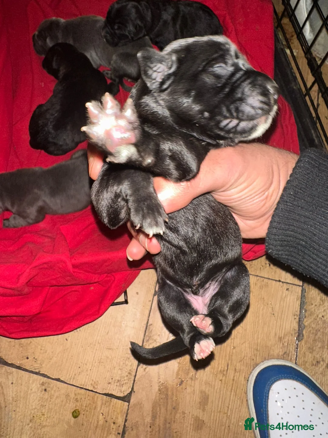 Cane Corso dogs for sale: Canecorso pups for sale - Advert 5