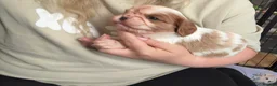 Cavalier King Charles Spaniel dogs for sale: Last beautiful boy left! Reduced - Advert 31