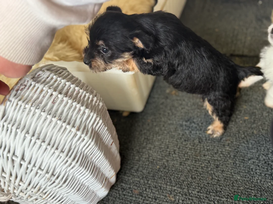 Jack Russell dogs for sale: Jack Russell puppys - Advert 5