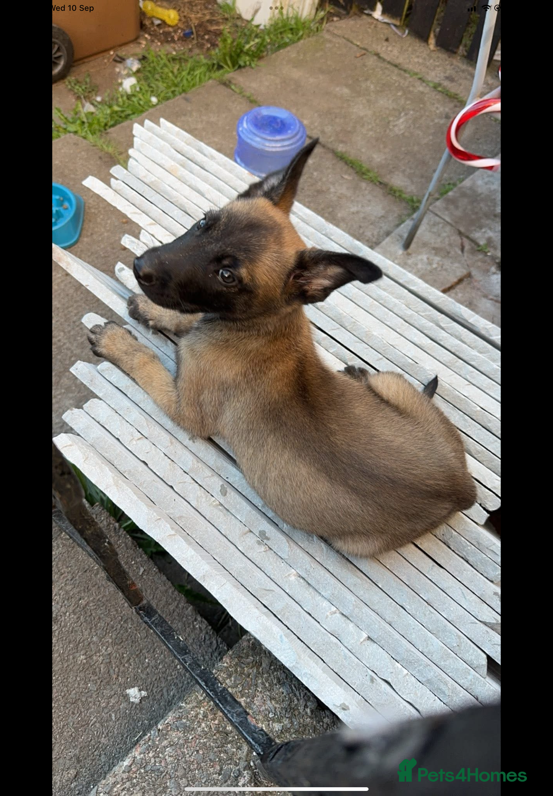 Belgian Shepherd Dog dogs for sale: Belgian Malinois - Whiskey - Image 2