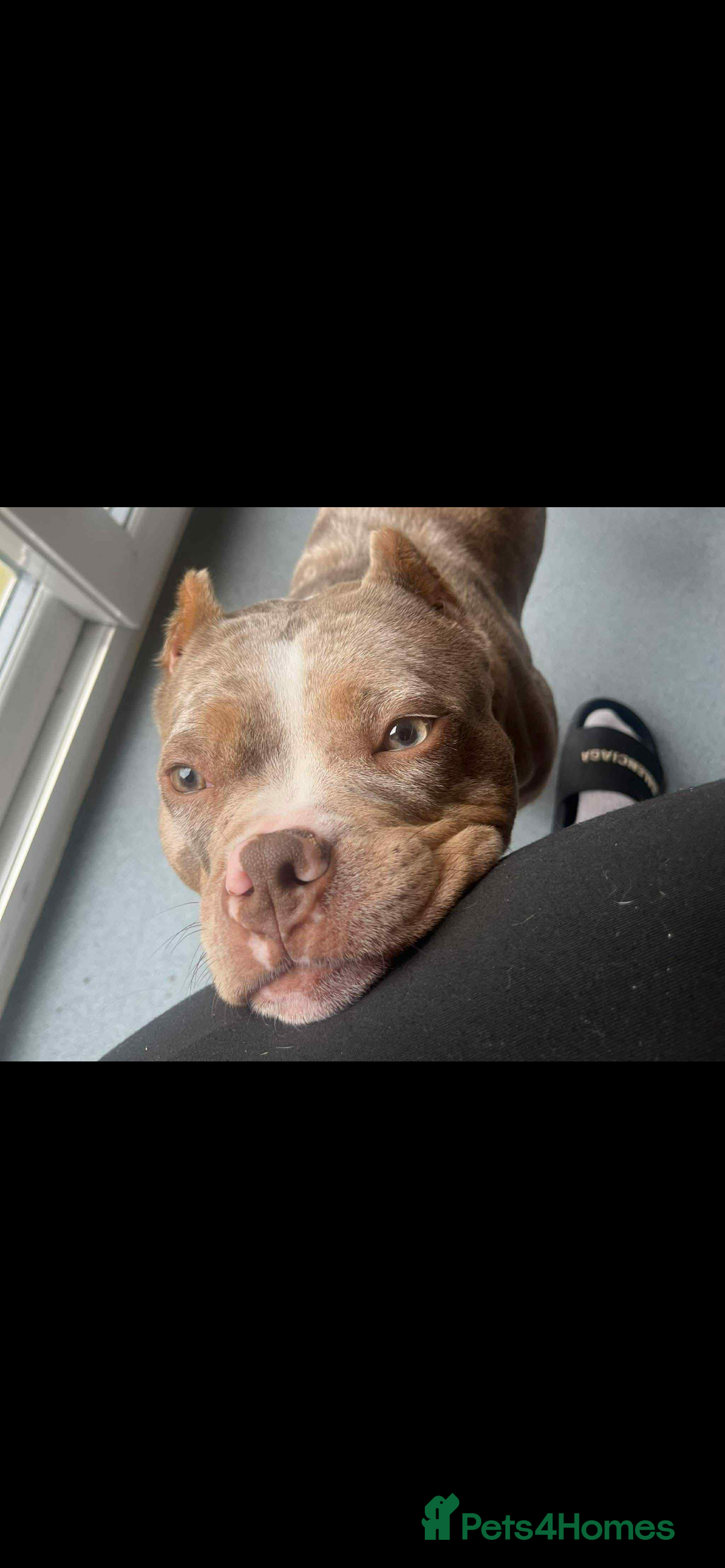 American Bully dogs for sale: Pocket Bully Pups - Advert 9