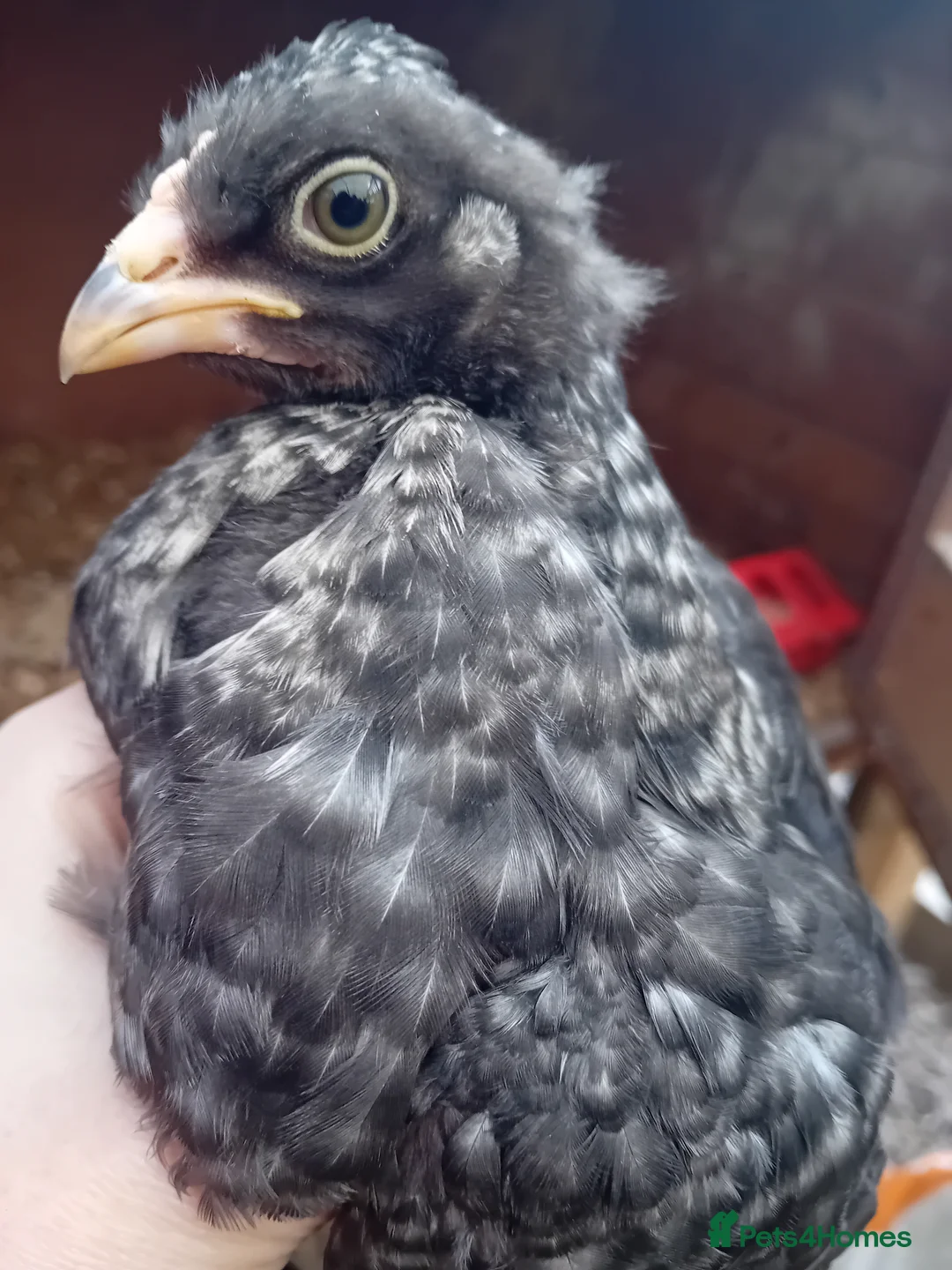 Chickens poultry for sale: Green & Blue Eggers – Confirmed Pullets - Advert 2