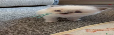 Ragdoll Kitten 2
