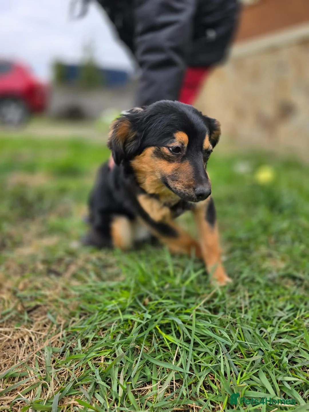 Mixed Breed dogs for adoption: ❤️🐶 LOLLY – GENTLE HEART, HAPPY SOUL in Burton-on-Trent - Advert 26