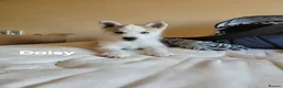 Siberian Husky dogs for sale: 💙♥️ 7 puppies looking for forever home ♥️💙 in Newcastle - Advert 28
