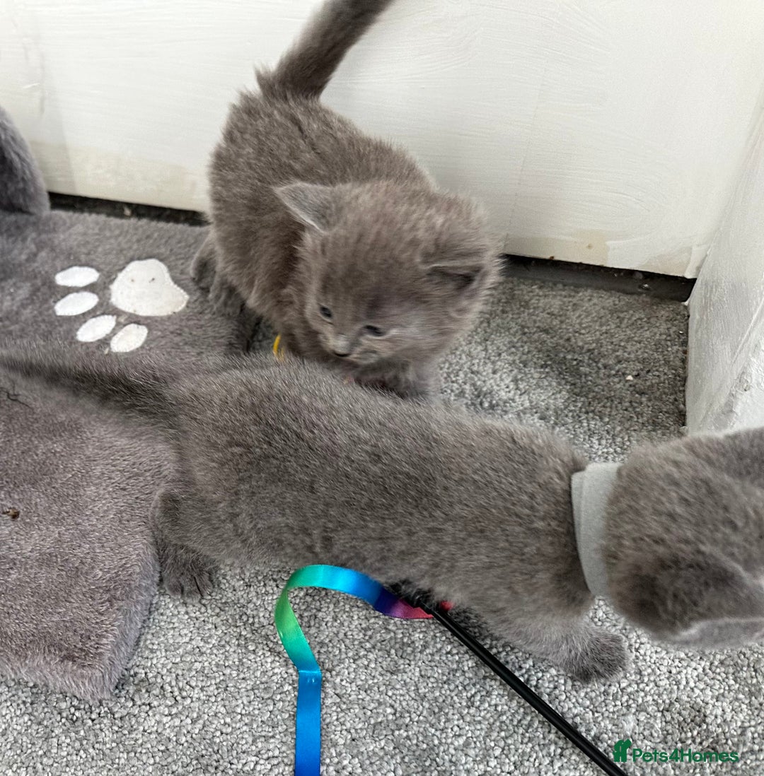 Russian Blue cats for sale: Russian Blue Kittens  - Advert 7