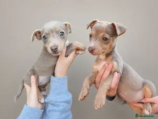 Jack Russell dogs Lilac&Tan Jack Russell Pups READY NOW 💜 - Advert 1