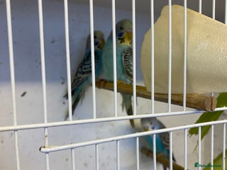 Budgerigars birds - Advert 1