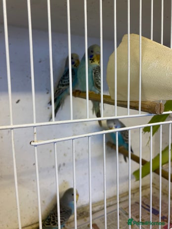 Budgerigars birds - Advert 3