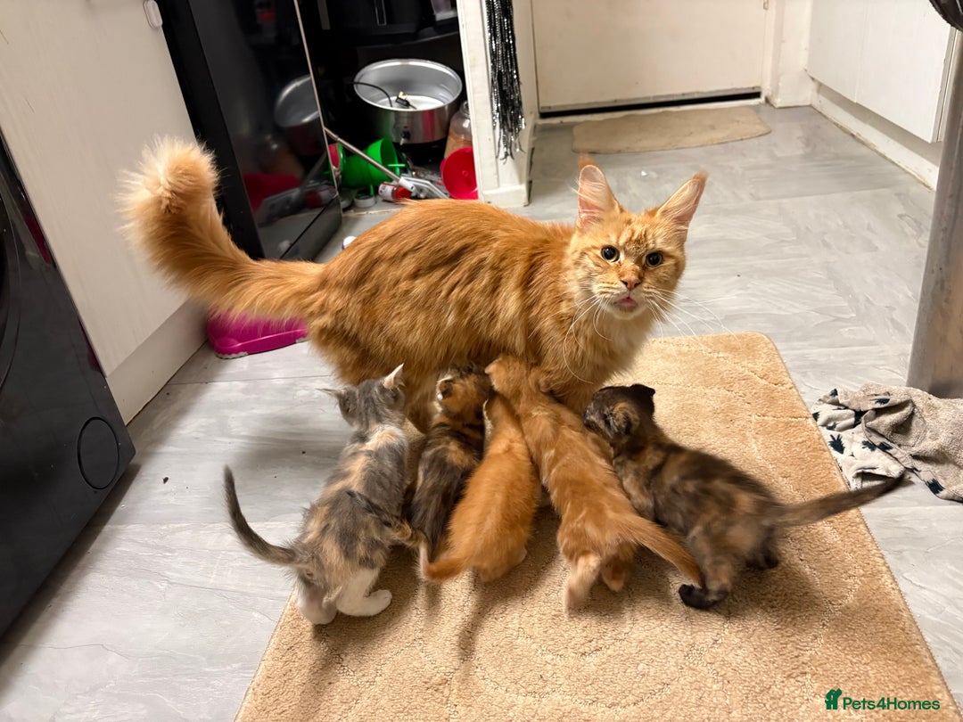 Maine Coon cats for sale: Maine coon x Scottish fold - Advert 2